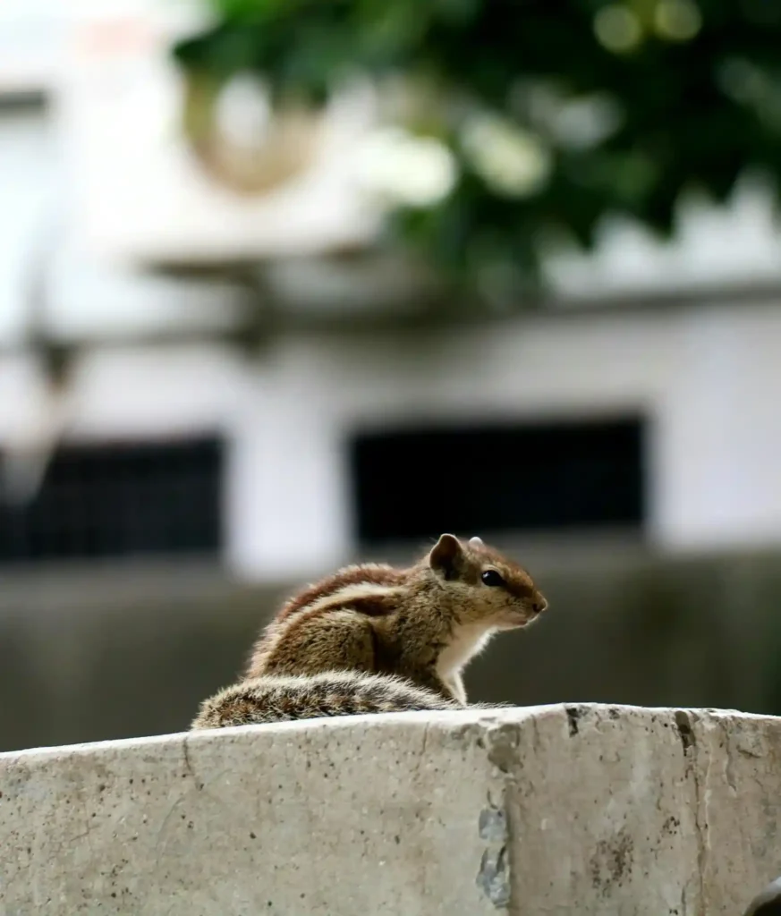 rodent control in goleta