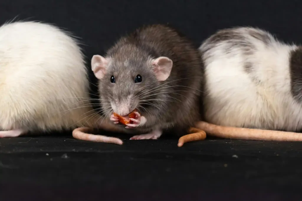 rat removal services in santa barbara