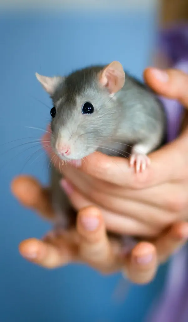 our rat control service